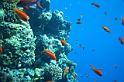 ras mohammed diving